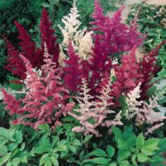 Meet your Posher, Anni - Picture 1 of 1